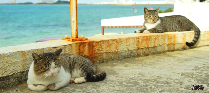 奧武島貓咪之島